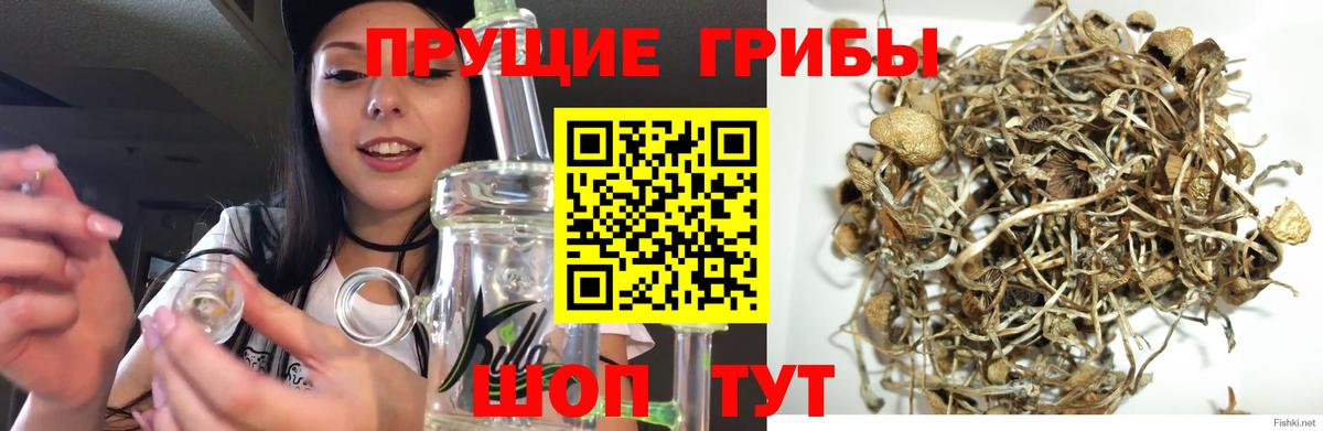Псилоцибиновые грибы Cubensis Ртищево